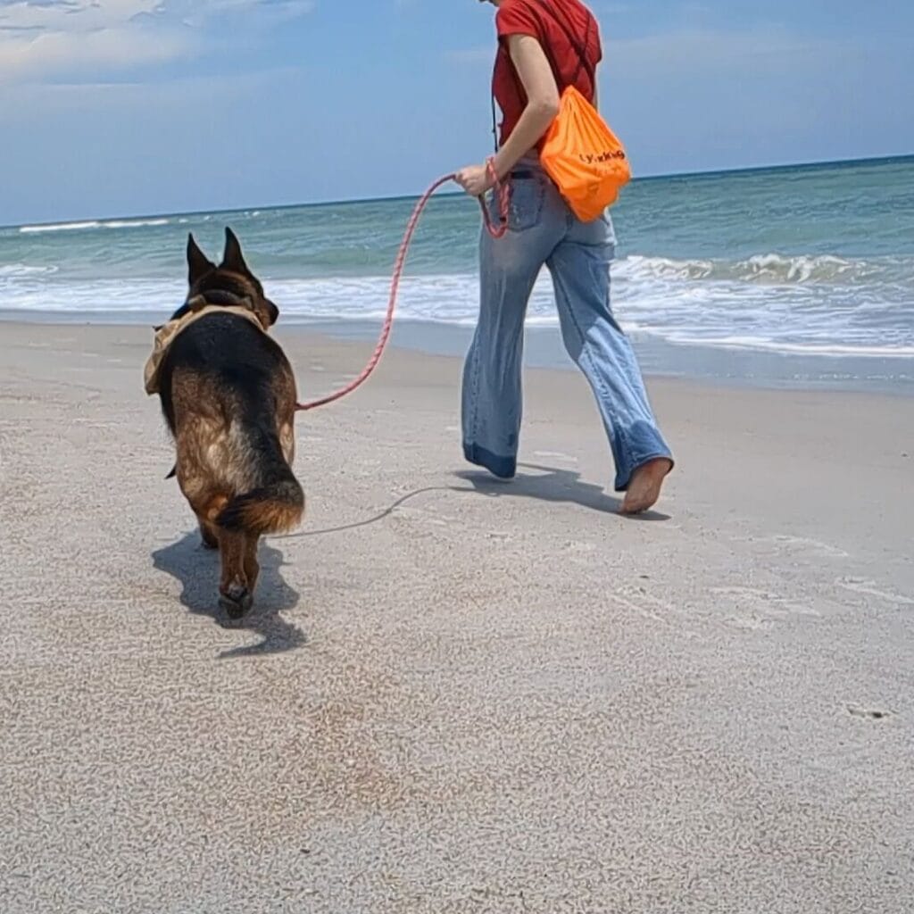 German Shepherd running with their owner on the beach