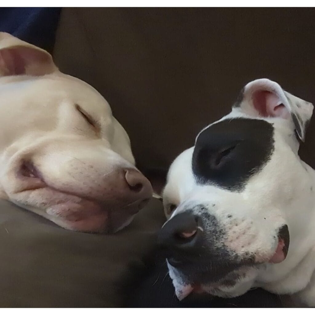 Two dogs laying down with their head together. One dog is a champagne cream color with their eyes closed. The other dog is black and white with a black patch over their eyes.