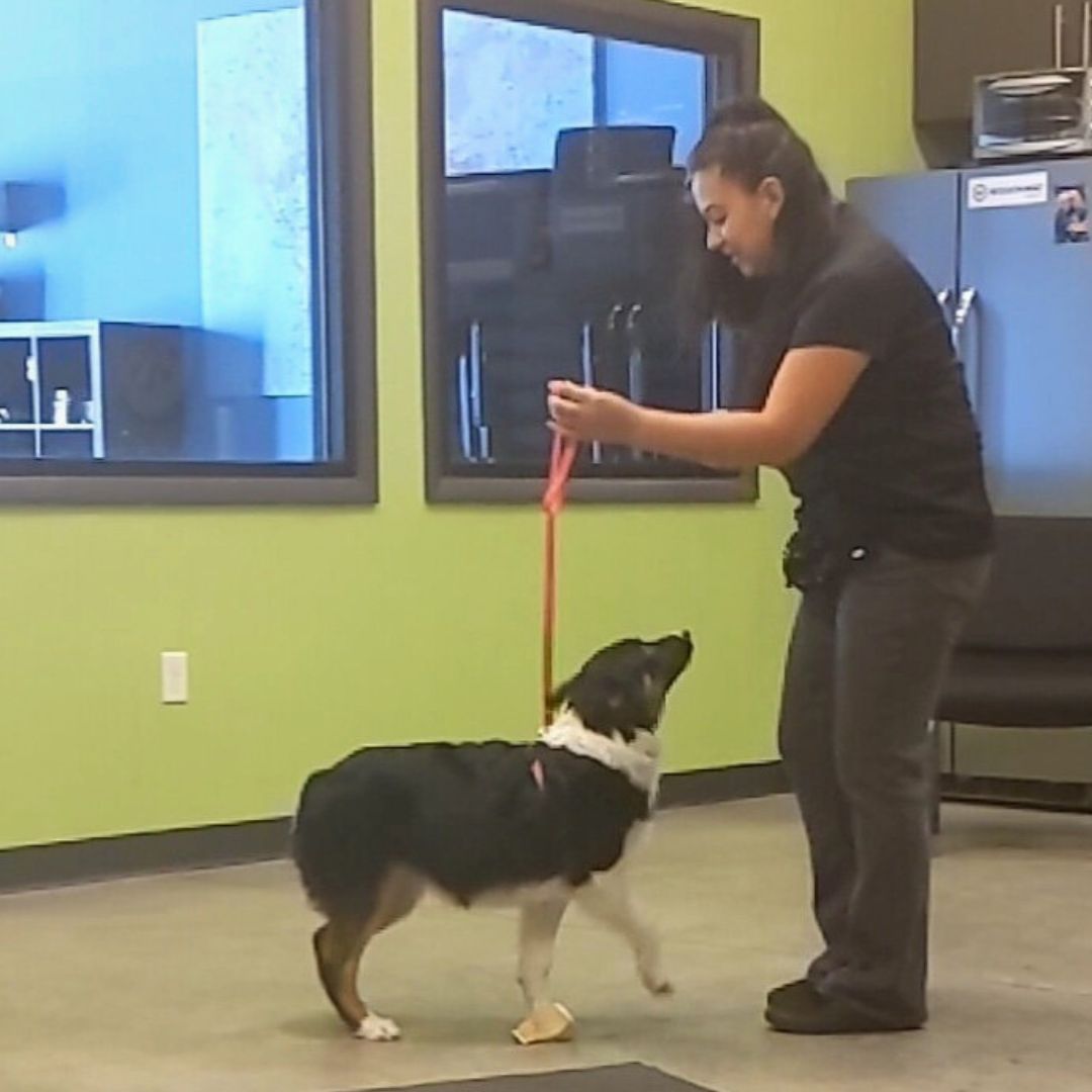Amanda is demonstrating a technique to a group class with an Australian Shepherd.