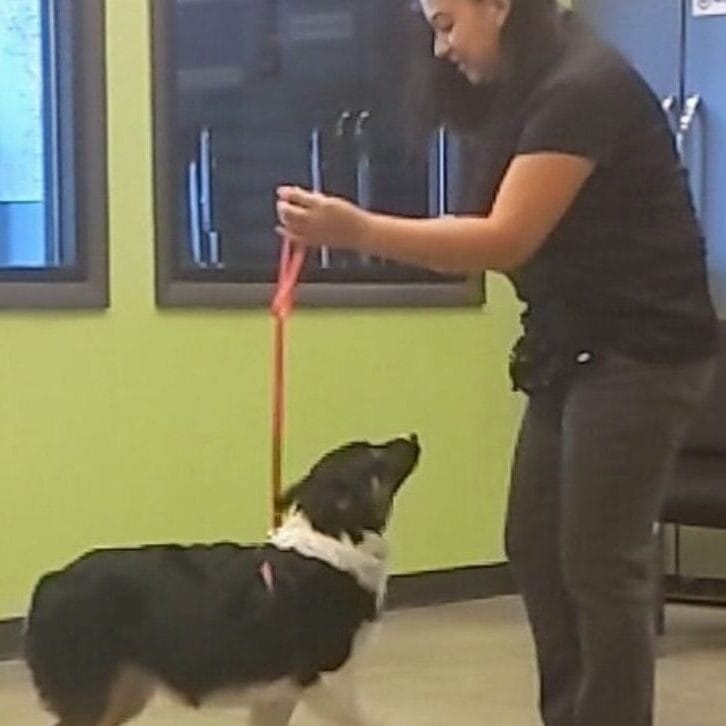 Amanda is demonstrating a technique to a group class with an Australian Shepherd.